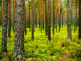  trees in green  forest 
