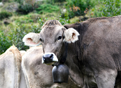 Braunvieh mit Glocke ohne H&ouml;rner 