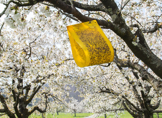 Yellow sticky cherry fruit fly trap hanging on cherry blooming tree to prevent pests