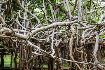 Great banyan tree