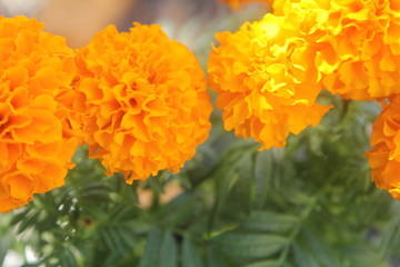 Dia de los Muertos Marigolds