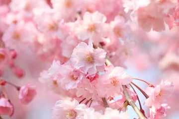 Foto op Canvas Kersenbloesems in volle bloei in Yamanashi - Japanse lente - © norimoto