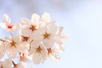 Fototapeta na wymiar Cherry blossoms in full bloom in Yamanashi - Japan spring -