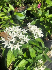 flowers in the garden