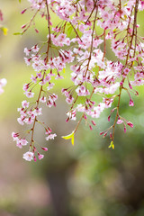 Spring Flowers