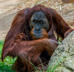 Orangutan-01 © BJ Nartker