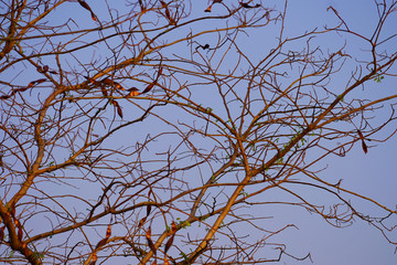branches of a tree against blue sky