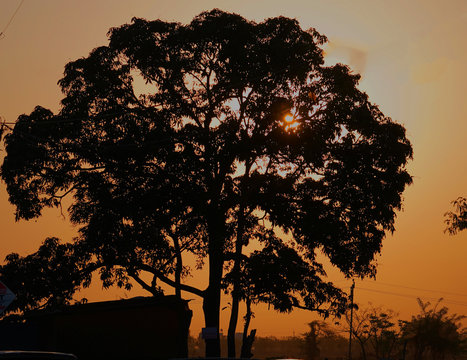 silhouette of tree in sunrise
