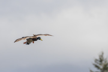 A Drake Mallard with Wings Cupped Heads Towards a Landing