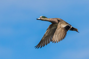 An American Widgeon Drake Passes Over the Blind