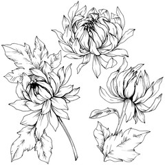Vector Chrysanthemum floral botanical flowers. Black and white engraved ink art. Isolated flower illustration element.