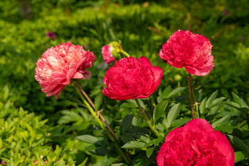 當麻の里　牡丹咲く