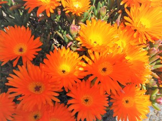 Obraz premium Lampranthus spectabilis
