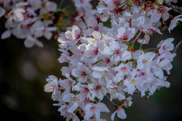 Pink Japanese cherry blossom blooming season under a ending winter