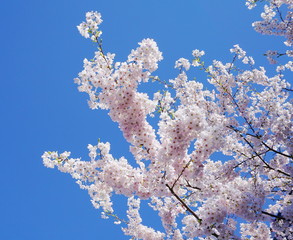 Delicate and beautiful cherry blossom against blue sky background. Sakura blossom. Japanese cherry blossom.