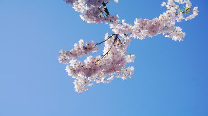 Delicate and beautiful cherry blossom against blue sky background. Sakura blossom. Japanese cherry blossom.