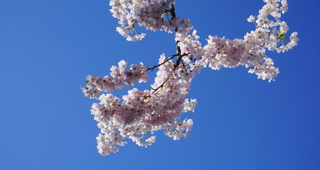 Delicate and beautiful cherry blossom against blue sky background. Sakura blossom. Japanese cherry blossom.