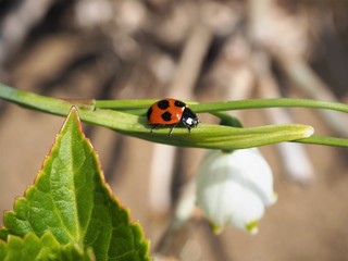 Ladybug