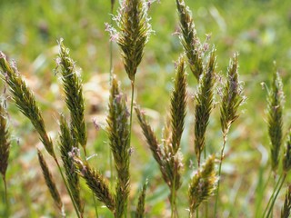 Sweet vernalgrass  Harugawa