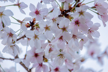 Pink Japanese cherry blossom blooming season under a ending winter