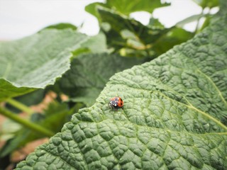 Ladybug
