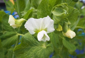 pea flower green