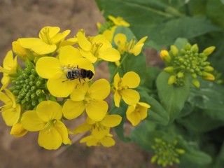 nanohana flower and bee