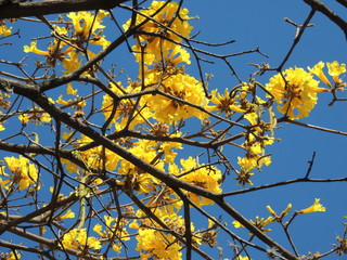 Araguaney tree in yellow flower in south america. National tree of Venezuela