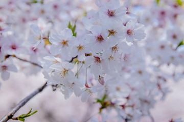 Pink Japanese cherry blossom blooming season under a ending winter