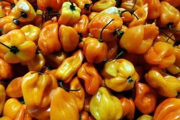 Bright and shiny bell yellow peppers in bucket in farmer's market.