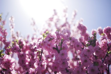 beautiful pink color spring flower