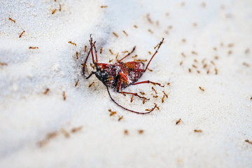 Red ants killing big insect on the sand | Deadly nature