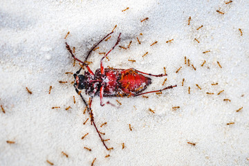 Red ants killing big insect on the sand | Deadly nature
