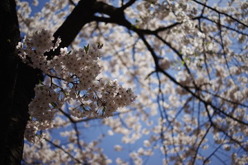 beautiful cheeryblossom, spring season flower