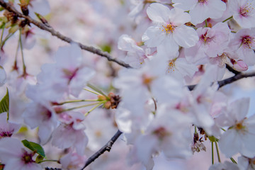 Pink Japanese cherry blossom blooming season under a ending winter