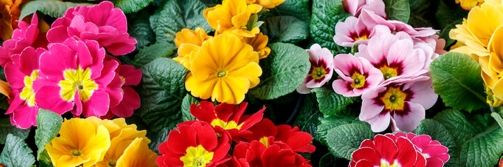 Colorful primula flowers background. - obrazy, fototapety, plakaty