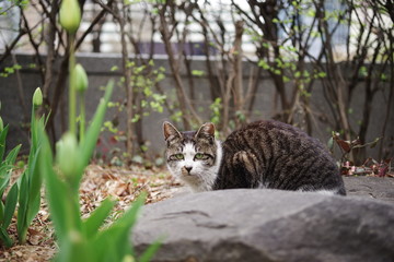 lovely cute street cat