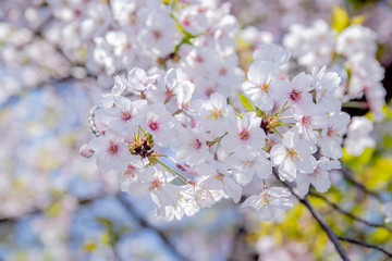 Fototapeta na wymiar Pink Japanese cherry blossom blooming season under a ending winter