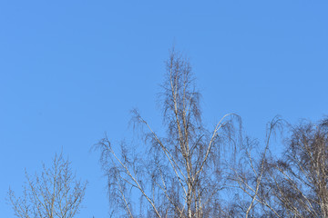 Birch crones against the blue sky in a springtime
