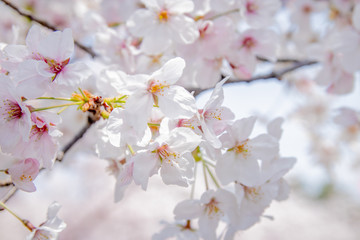 Pink Japanese cherry blossom blooming season under a ending winter