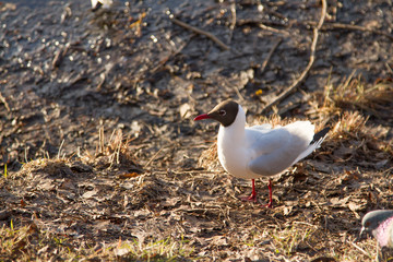 seagull flying over water