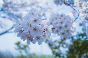 Cherry Blossom Sakura Flower on nature background