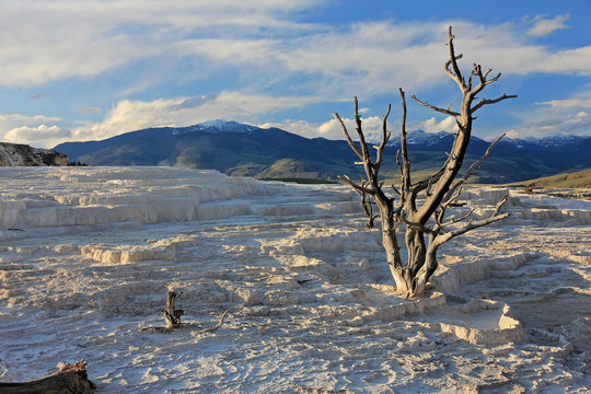 Mineral field