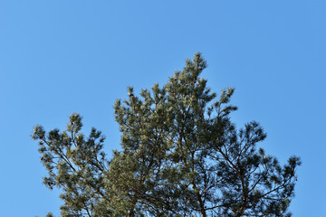 Crown of pine trees in a forest in the spring time against the blue sky