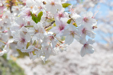 Pink Japanese cherry blossom blooming season under a ending winter