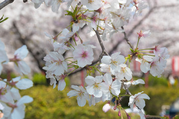 Pink Japanese cherry blossom blooming season under a ending winter