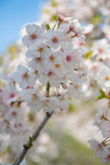 Pink Japanese cherry blossom blooming season under a ending winter