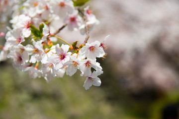 Pink Japanese cherry blossom blooming season under a ending winter