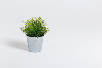 Fresh green plant in a small decorative metal bucket on a white background. with a copyspace for a text.