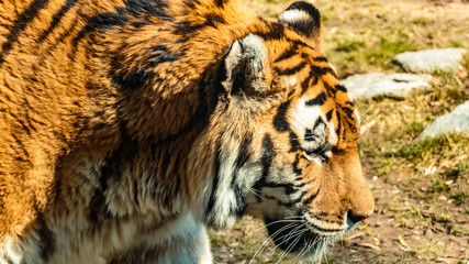 Beautiful tiger at daylight